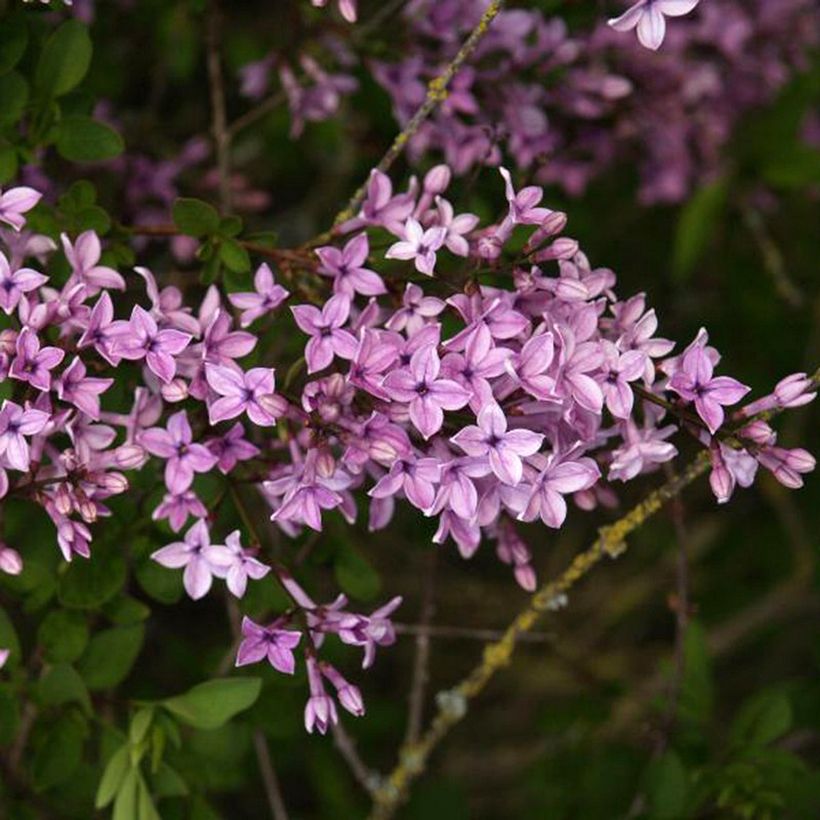 Syringa protolaciniata Kabul - Lillà (Fioritura)