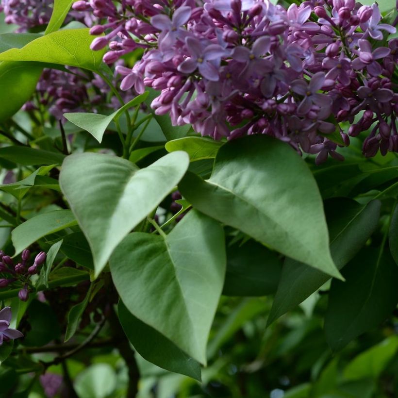 Syringa vulgaris - Lillà comune (Fogliame)