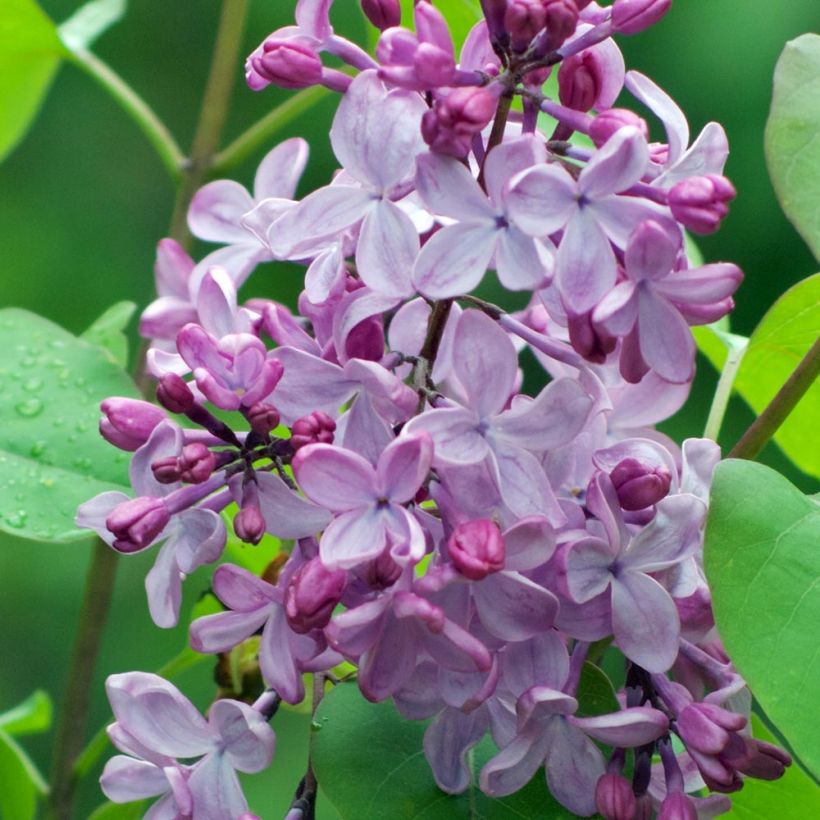 Syringa vulgaris - Lillà comune (Fioritura)