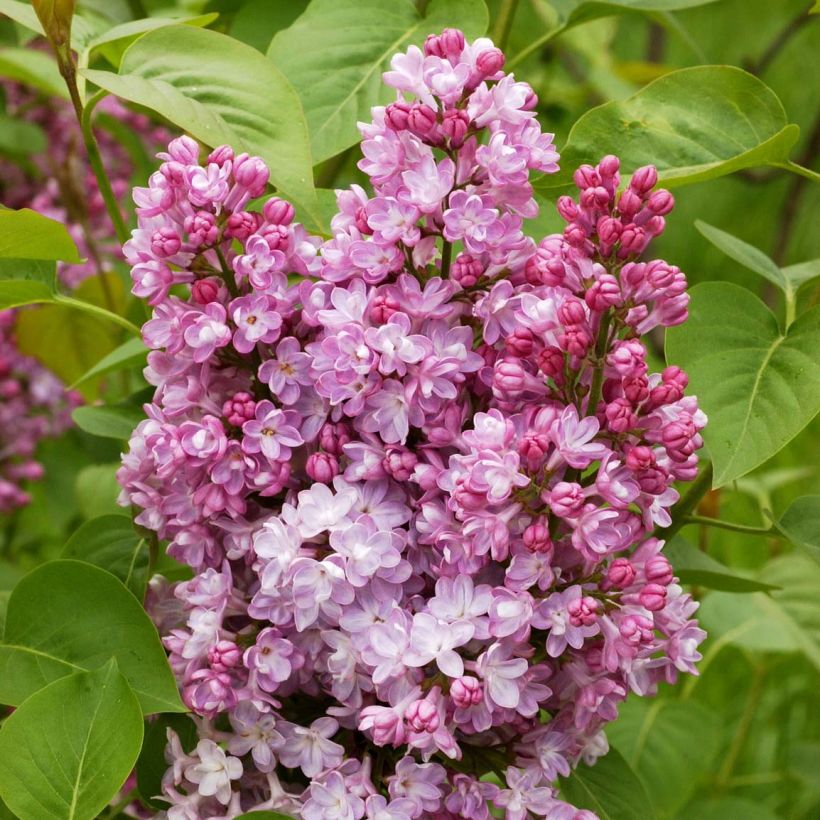 Lillà comune Belle de Nancy (Fioritura)