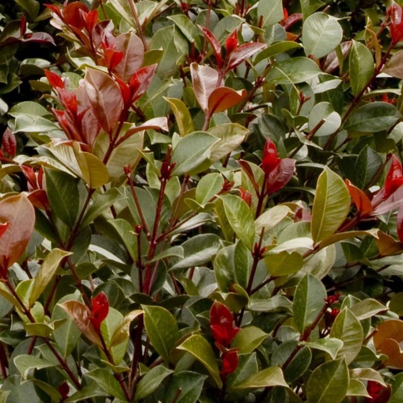 Syzygium australe Big Red (Fogliame)