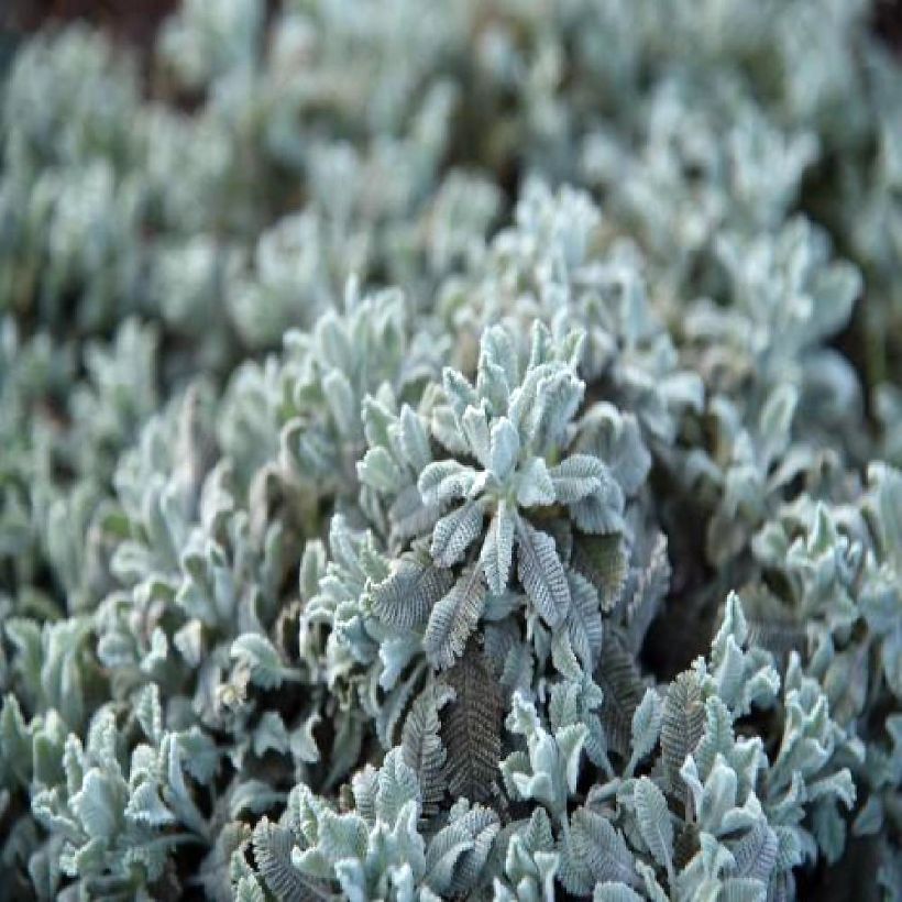 Tanacetum haradjanii Little Frosty - Tanaceto (Fogliame)