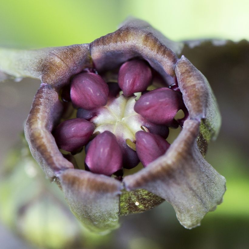 Tacca integrifolia Nivea - Fiore Pipistrello (Fioritura)