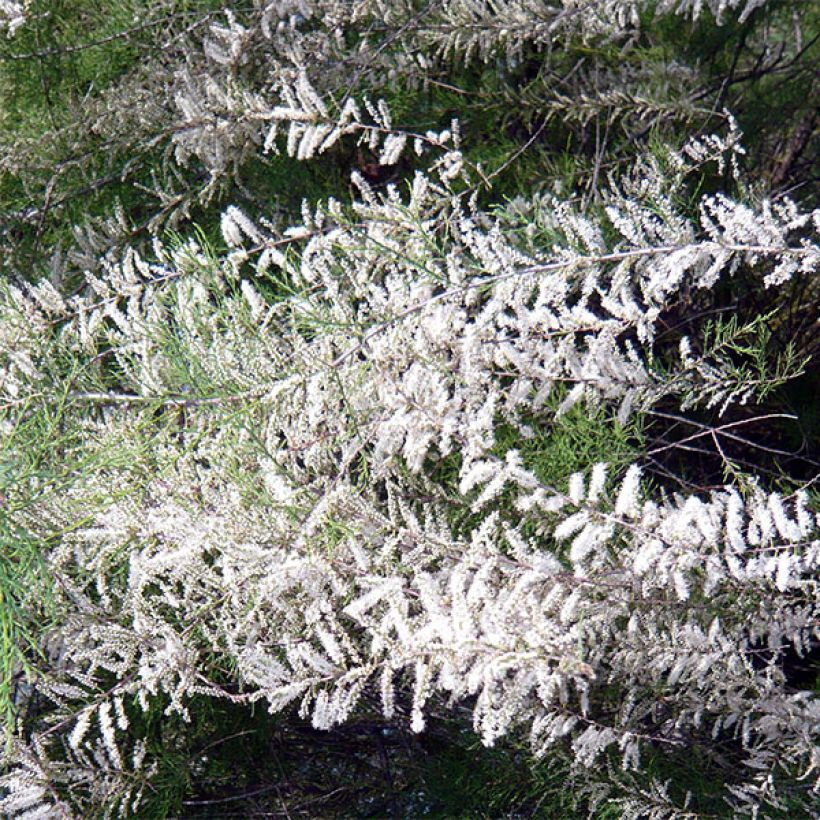 Tamarix ramosissima Hulsdonk White - Tamerice (Fioritura)