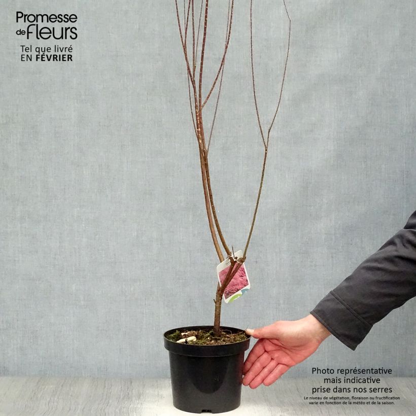 Tamarix tetrandra - Tamaris de printemps Pot de 3L/4L esemplare consegnato in inverno