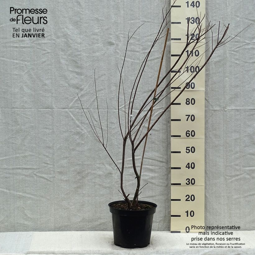 Tamarix tetrandra - Tamaris de printemps en pot de 7,5L/10L esemplare consegnato in inverno