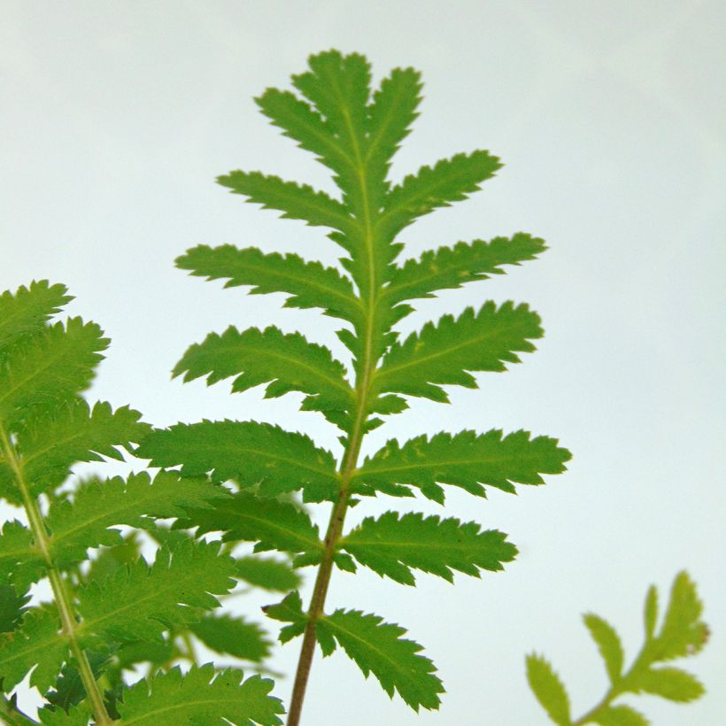 Tanacetum vulgare (in vasetto) - Erba-amara selvatica (Fogliame)