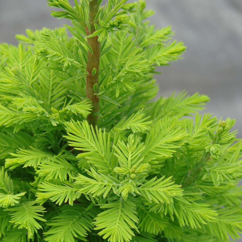 Taxodium distichum Pevé Minaret - Cipresso delle paludi (Fogliame)