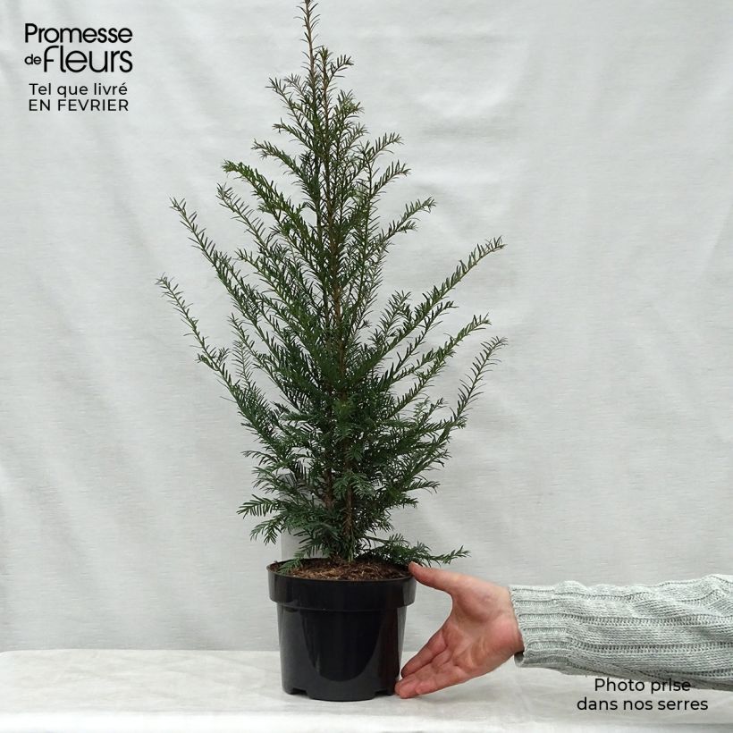 Taxus baccata en pot de 3L - If commun esemplare consegnato in inverno