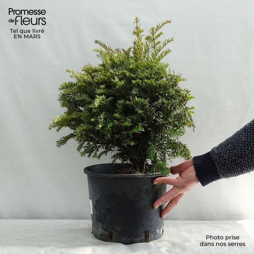 Taxus baccata en pot de 5L - If commun esemplare consegnato in inverno