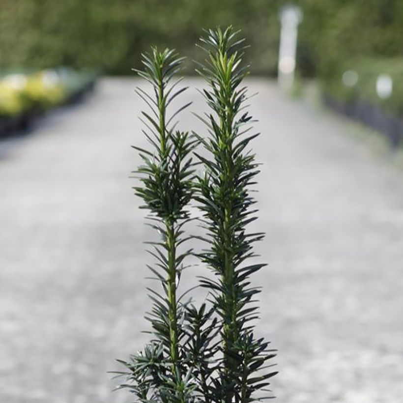 Taxus baccata fastigiata Black Tower - Tasso comune (Fogliame)