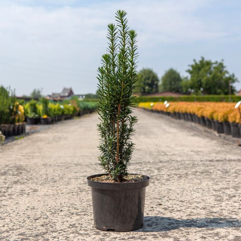 Taxus baccata fastigiata Black Tower - Tasso comune (Porto)