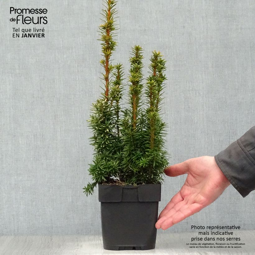 Taxus baccata David - If colonnaire panaché Pot de 2/3L esemplare consegnato in inverno