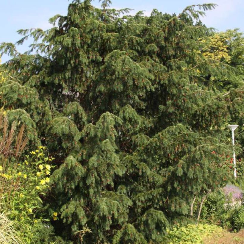 Taxus baccata Dovastoniana - Tasso comune (Porto)