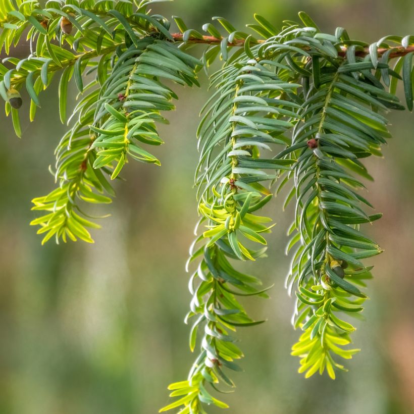 Taxus baccata Dovastoniana - Tasso comune (Fogliame)