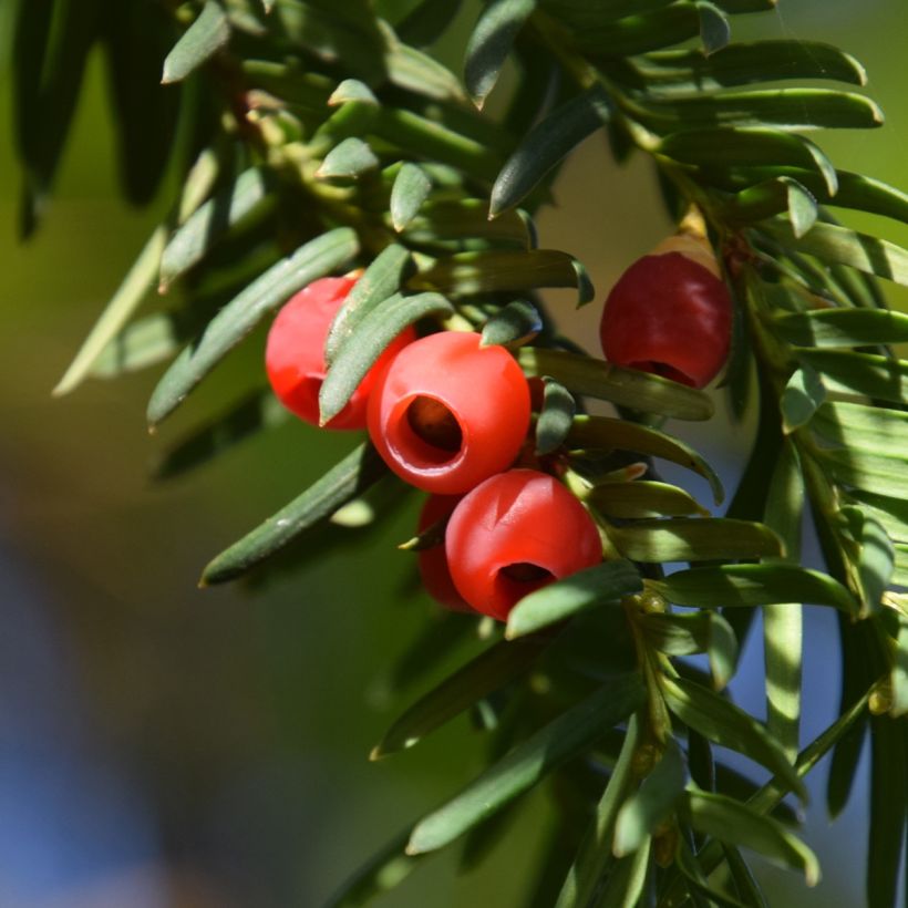 Taxus baccata Dovastoniana - Tasso comune (Raccolta)