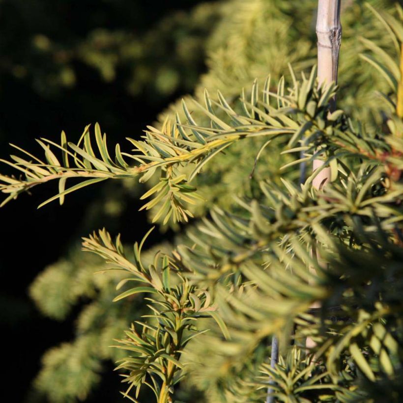 Taxus baccata Dovastonii Aurea - Tasso comune (Fogliame)