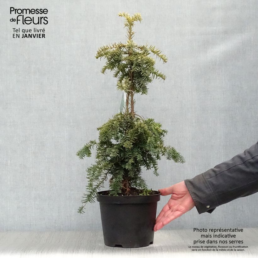 Taxus baccata Dovastonii Aurea - If doré Pot de 2L/3L esemplare consegnato in inverno