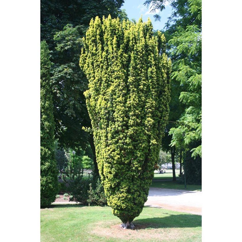 Taxus baccata Fastigiata Aurea - Tasso comune (Fogliame)