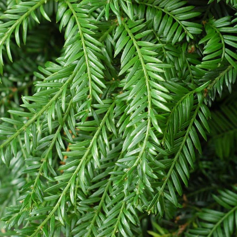 Taxus baccata Fastigiata Robusta - Tasso comune (Fogliame)