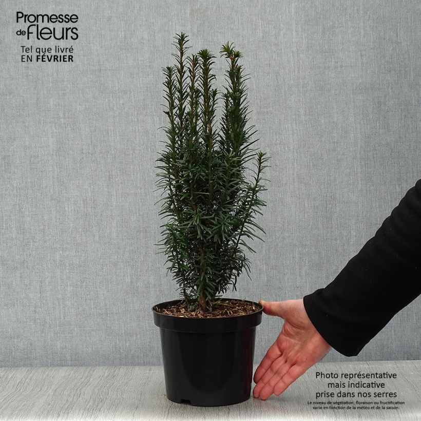 Taxus baccata Fastigiata Robusta - If commun fastigié en pot de 2/3L esemplare consegnato in inverno