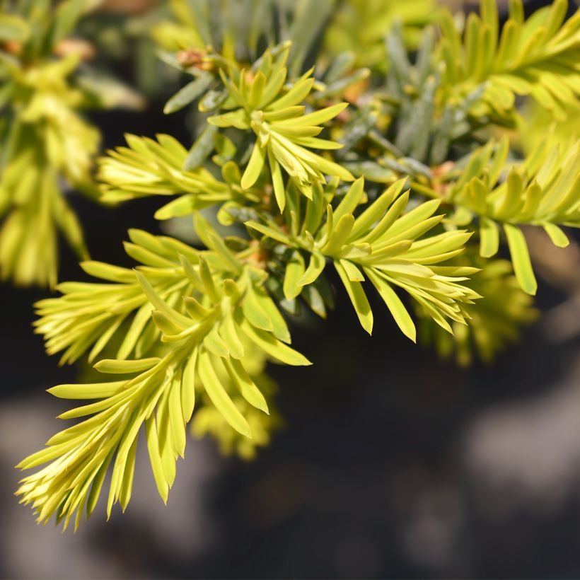 Taxus baccata Kupfergold - Tasso comune (Fogliame)