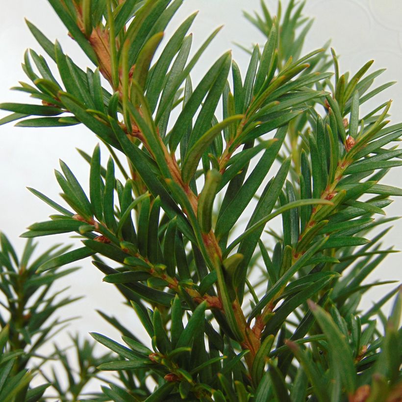 Taxus baccata Repandens - Tasso comune (Fogliame)