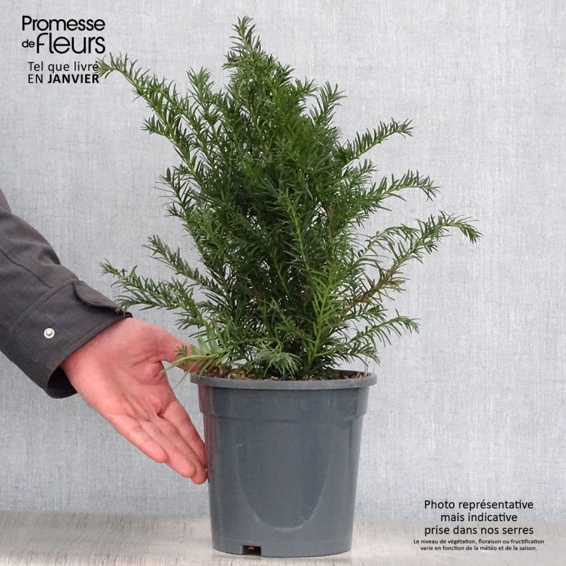 Taxus baccata Repandens - If commun Pot de 2L/3L esemplare consegnato in inverno