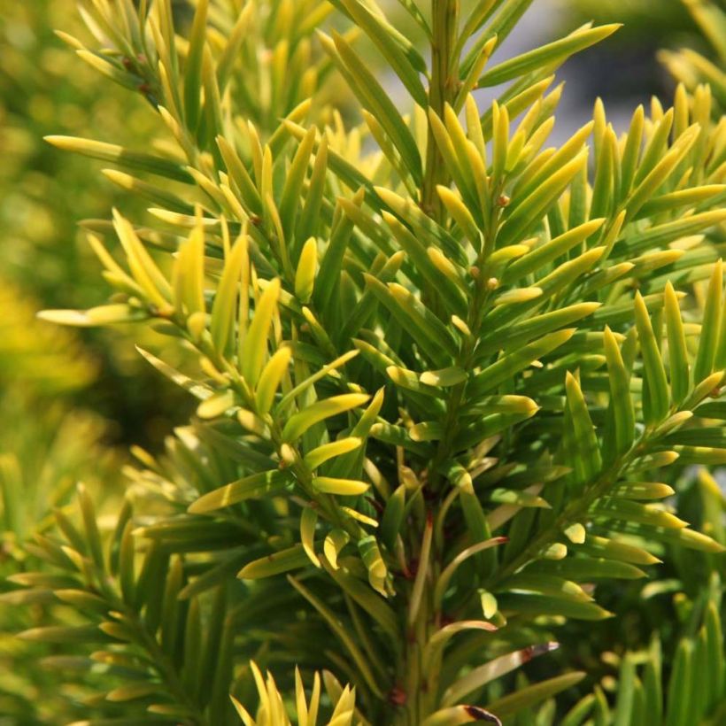 Taxus baccata Semperaurea - Tasso comune (Fogliame)