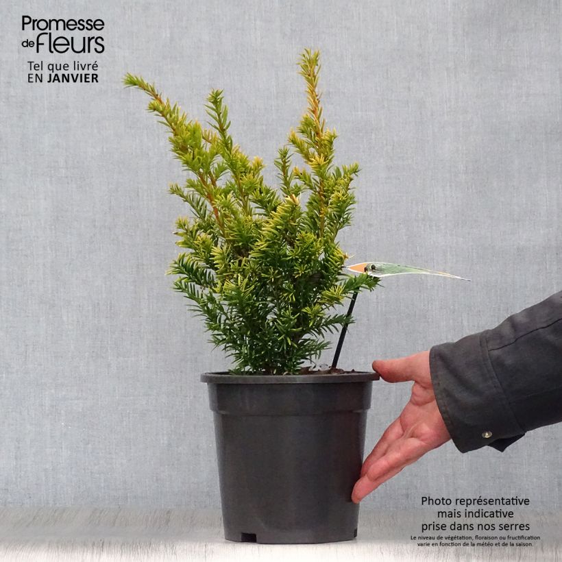 Taxus baccata Semperaurea - If commun doré. Pot de 2L/3L esemplare consegnato in inverno