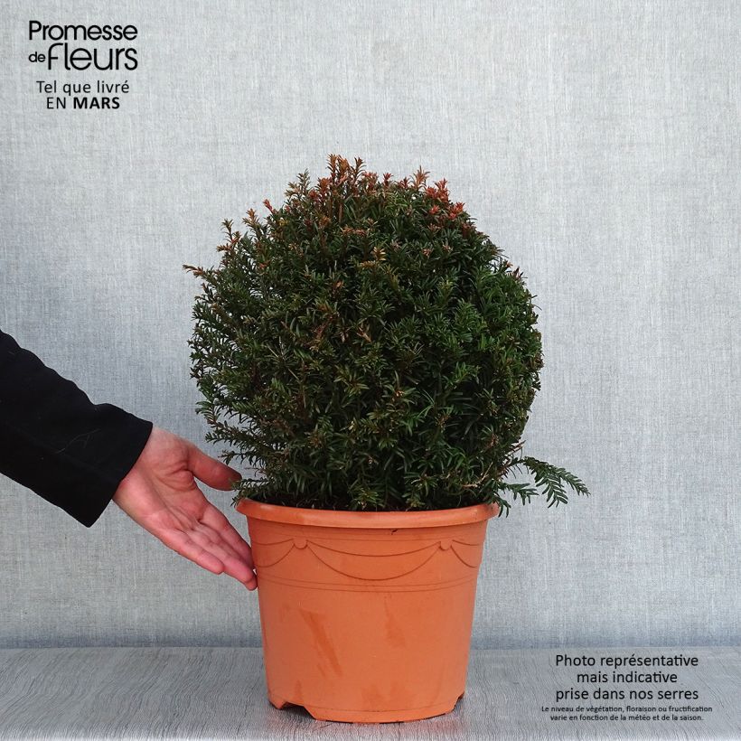 Taxus baccata taillé en boule de diamètre 30/40cm en pot de 7.5L/10L esemplare consegnato in inverno