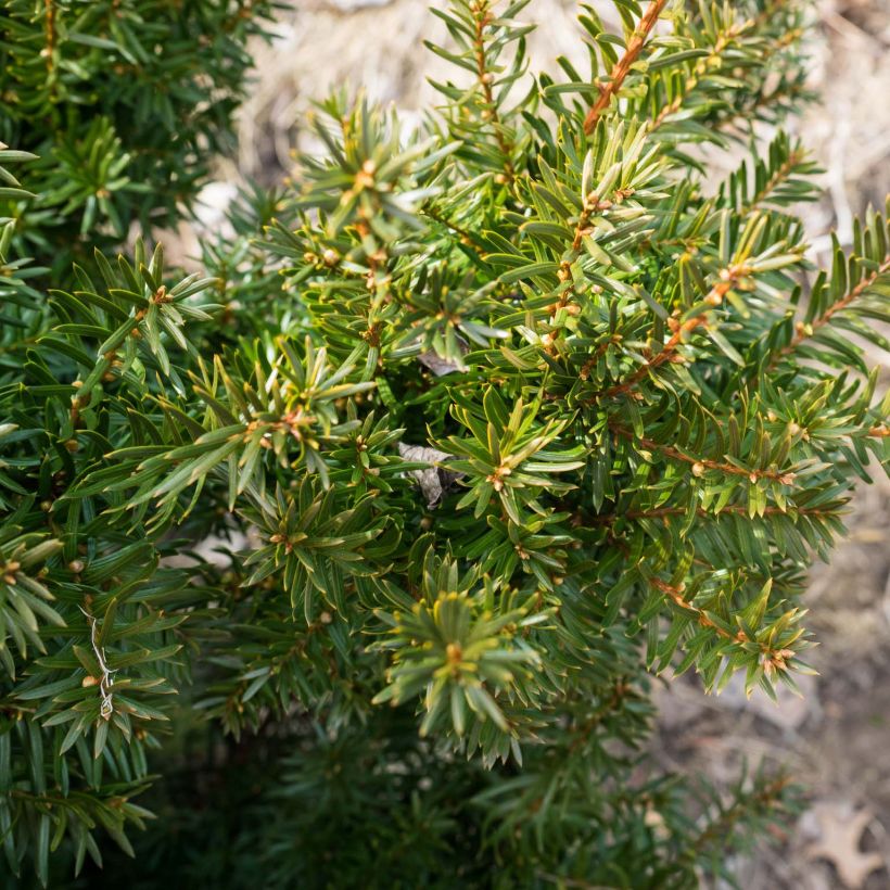 Taxus media Densiformis - Tasso (Fogliame)