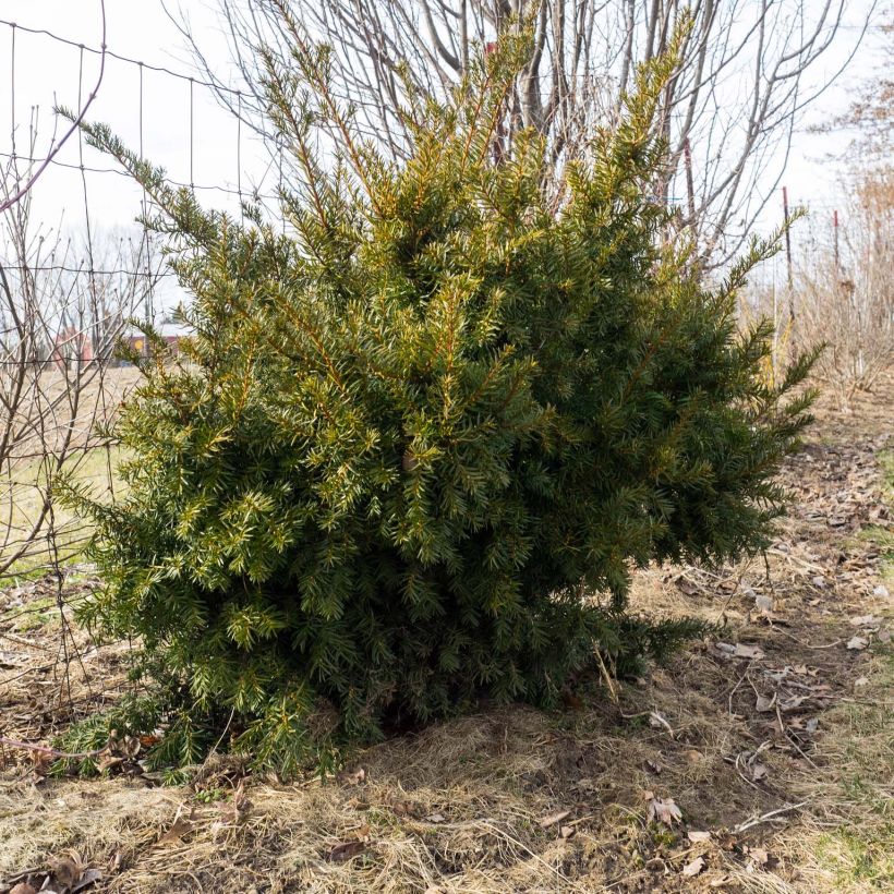 Taxus media Densiformis - Tasso (Porto)