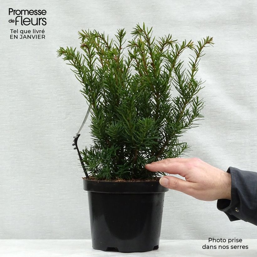 Taxus media Densiformis - If hybride Pot de 2L/3L esemplare consegnato in inverno