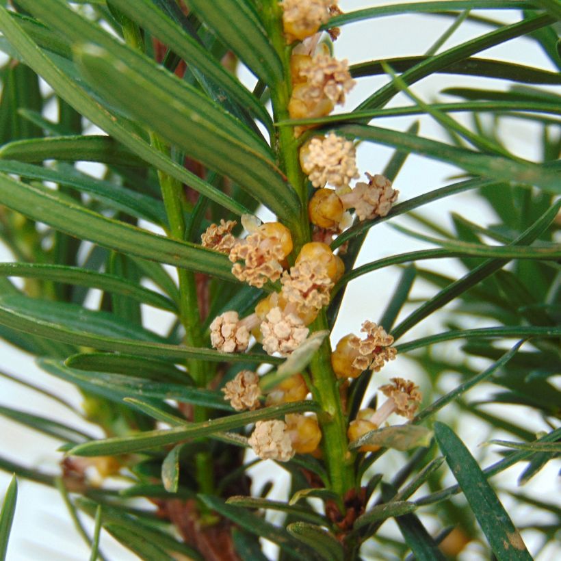 Taxus media Densiformis - Tasso (Fioritura)