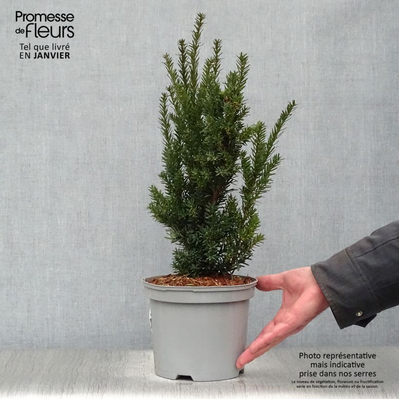 Taxus media Hillii - If hybride Pot de 2L/3L esemplare consegnato in inverno