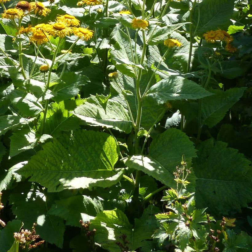 Telekia speciosa - Erba regina maggiore (Fogliame)