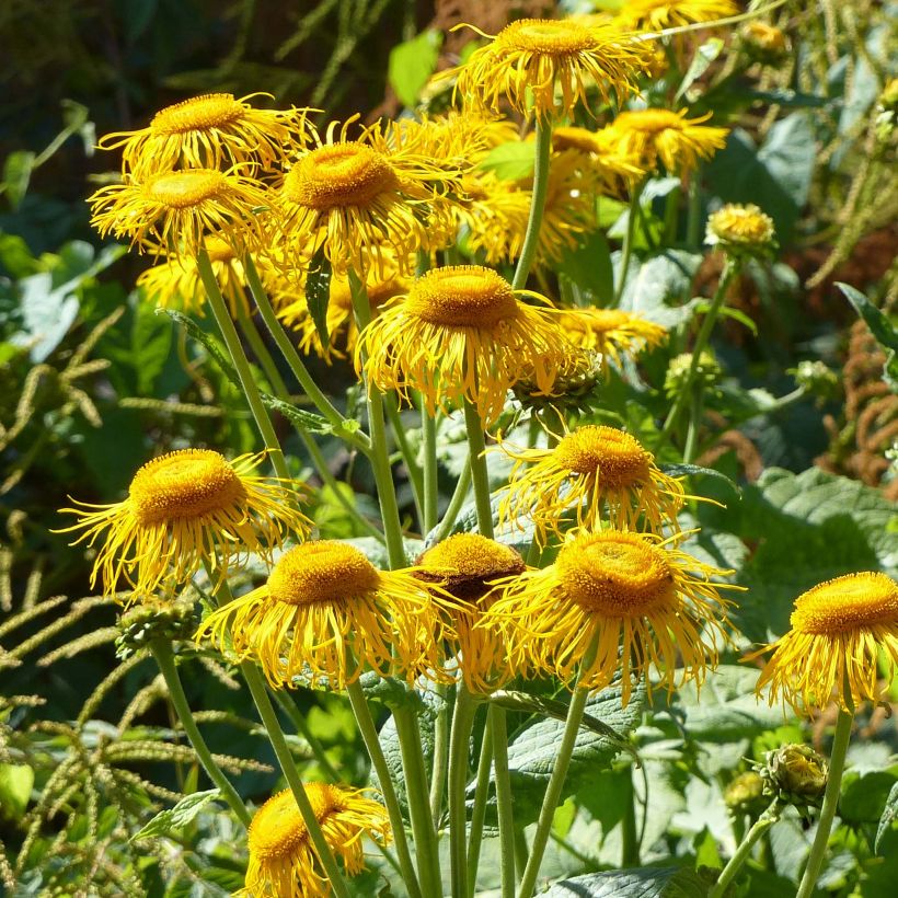 Telekia speciosa - Erba regina maggiore (Fioritura)