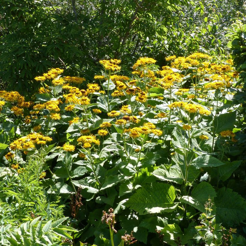 Telekia speciosa - Erba regina maggiore (Porto)