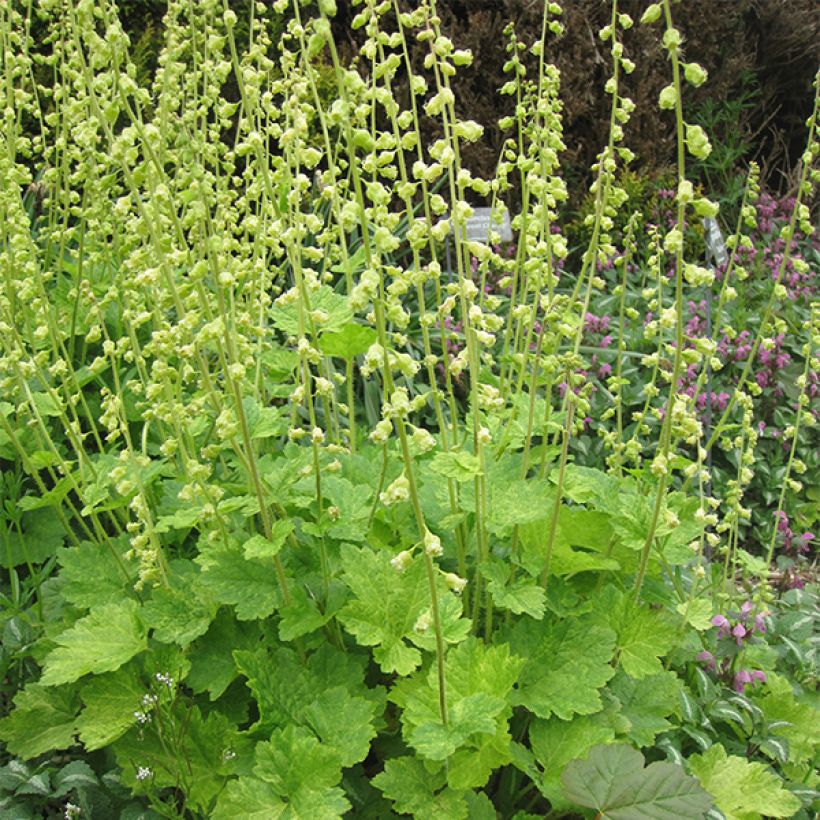 Tellima grandiflora (Fioritura)