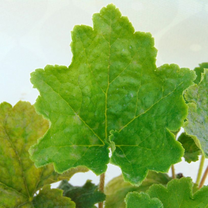 Tellima grandiflora (Fogliame)