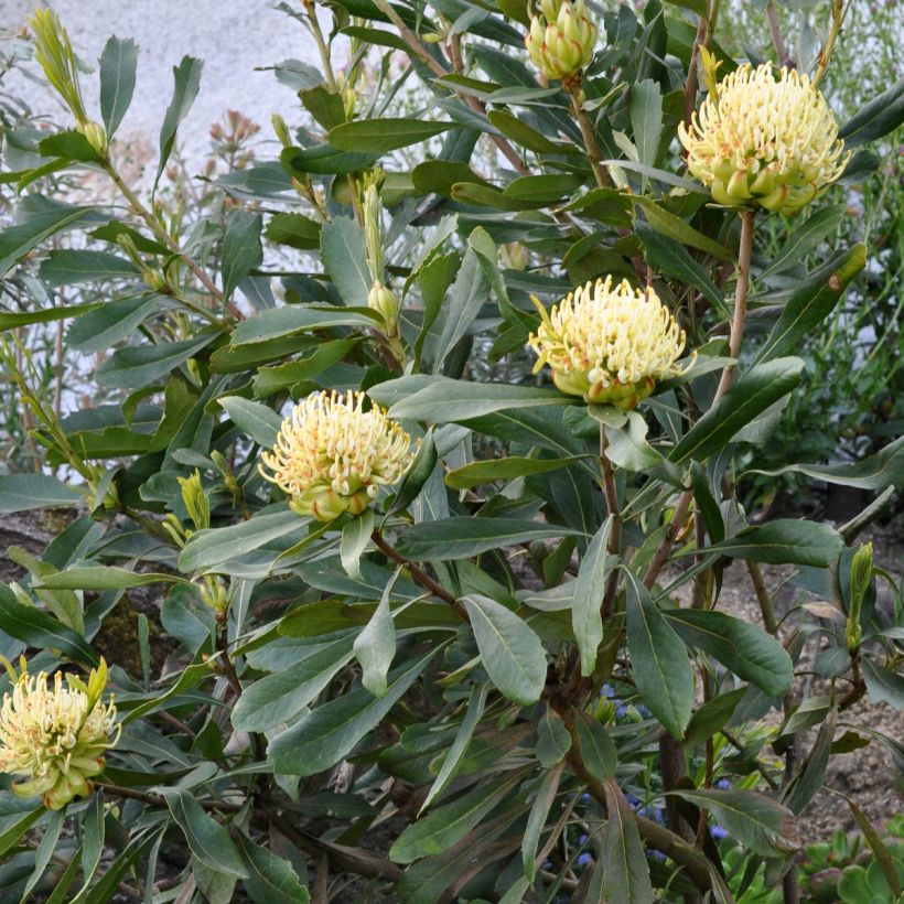 Telopea speciosissima Shady Lady Yellow (Porto)