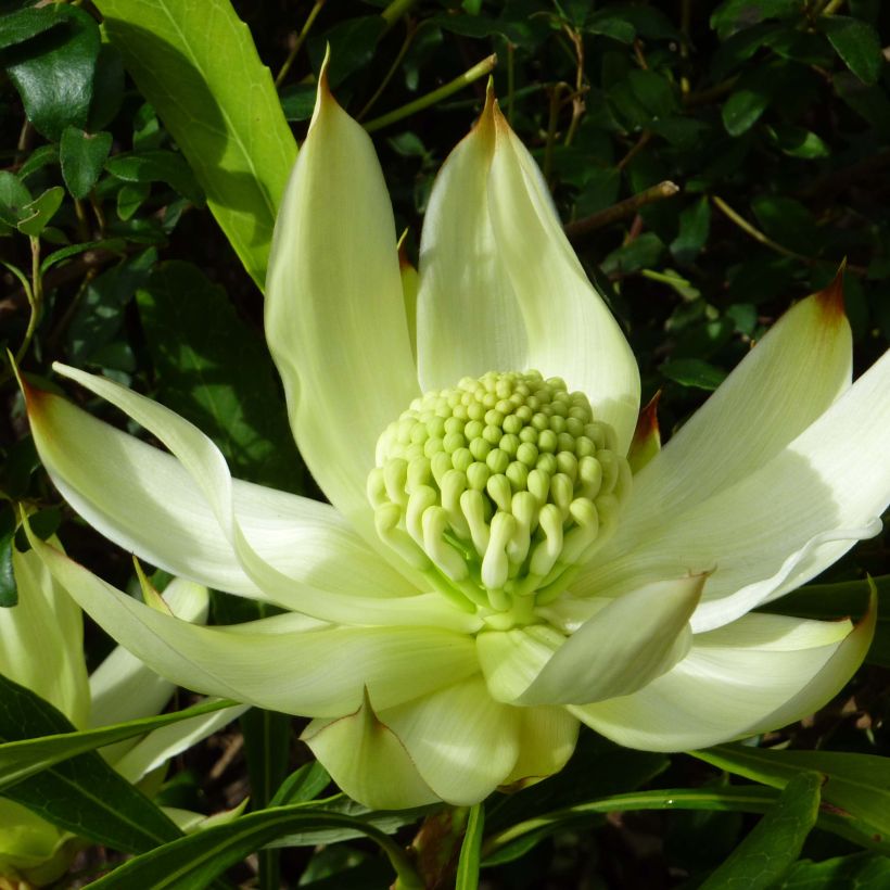 Telopea speciosissima White (Fioritura)