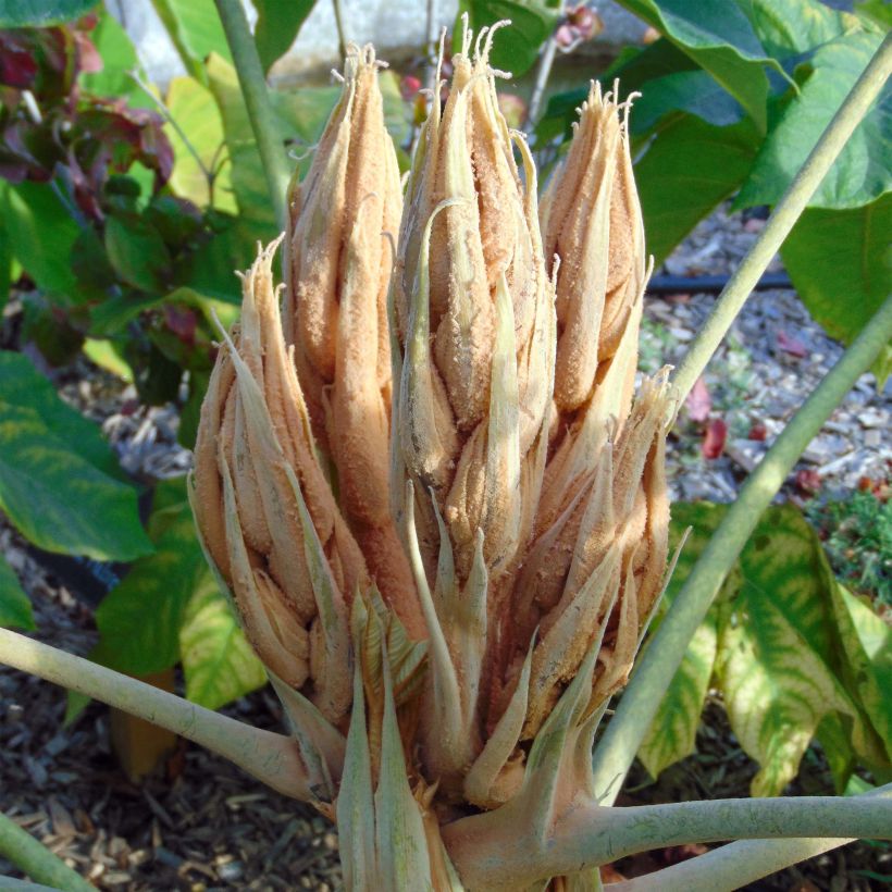 Tetrapanax papyrifera Rex (Fioritura)