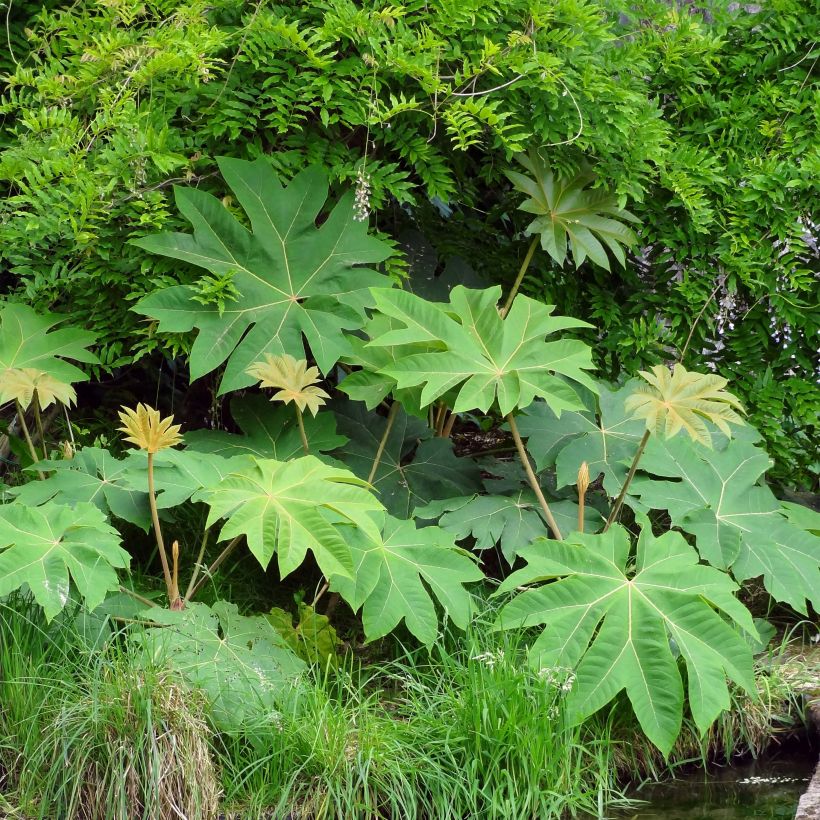 Tetrapanax papyrifera Rex (Porto)