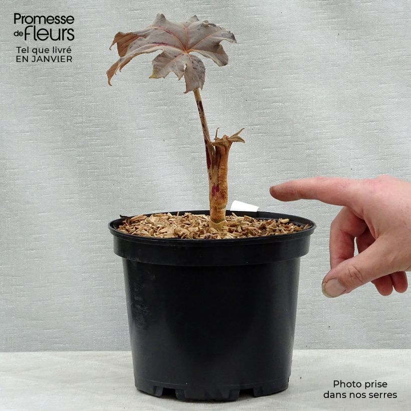 Tetrapanax papyrifera Rex en pot de 3L/4L esemplare consegnato in inverno