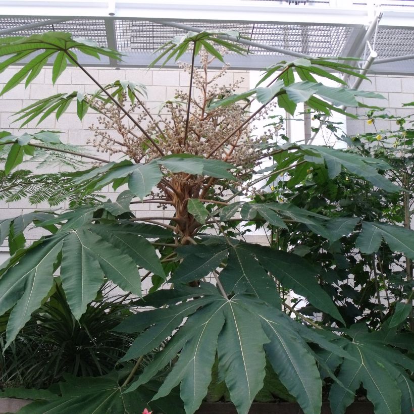 Tetrapanax papyrifera Rex (Fogliame)