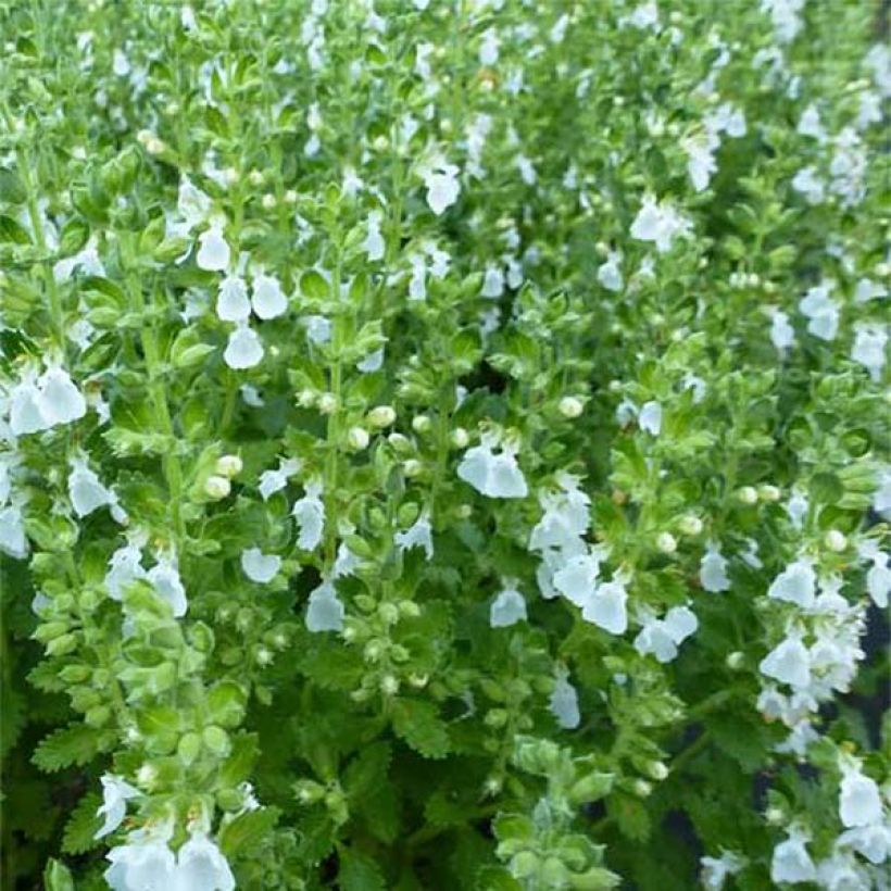 Teucrium chamaedrys Alba - Camedrio comune (Fioritura)