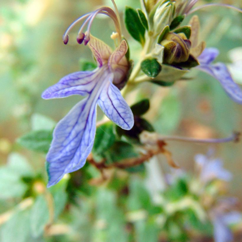 Teucrium fruticans Azureum (Fioritura)