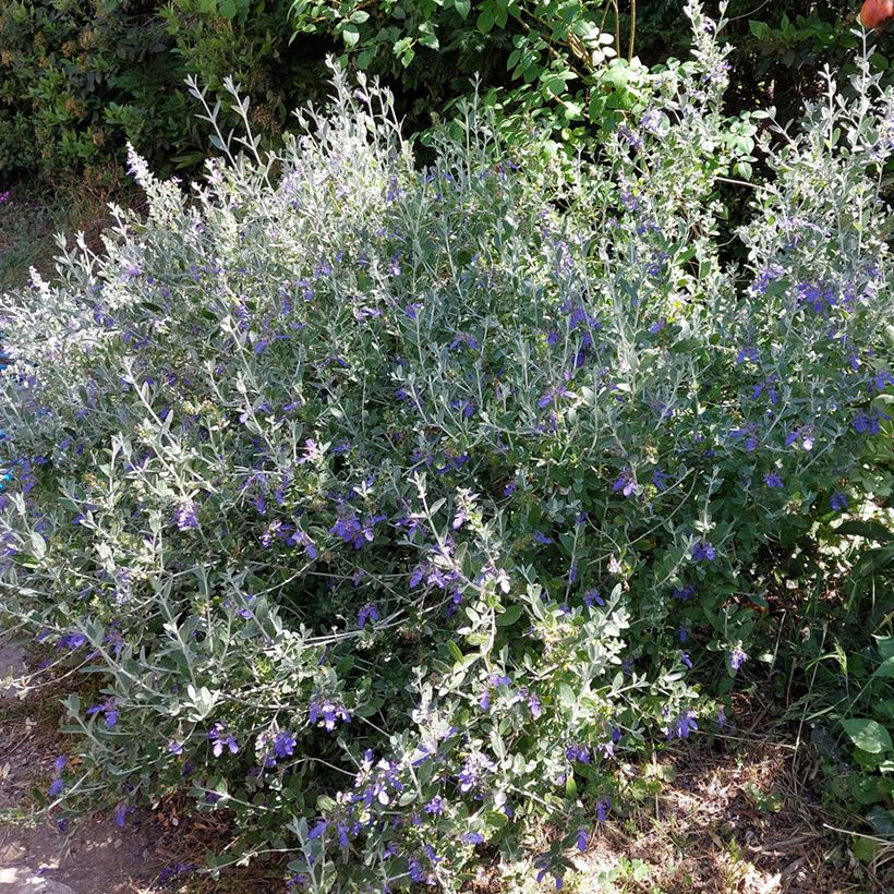 Teucrium fruticans Azureum (Porto)